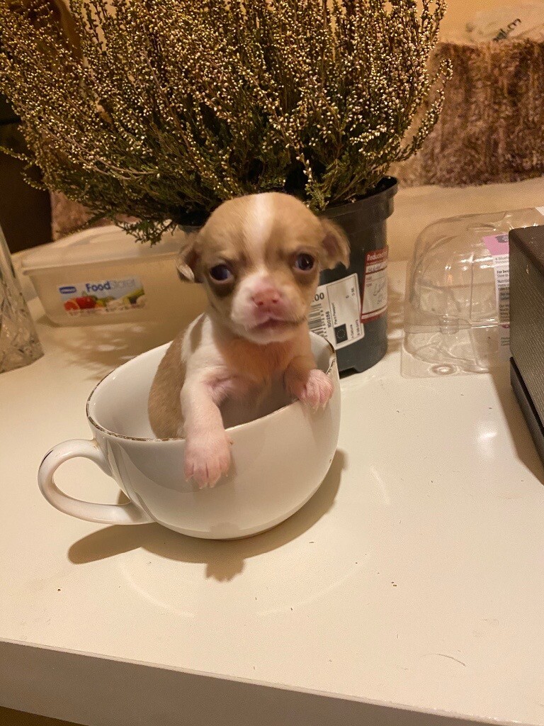 gumtree teacup chihuahua